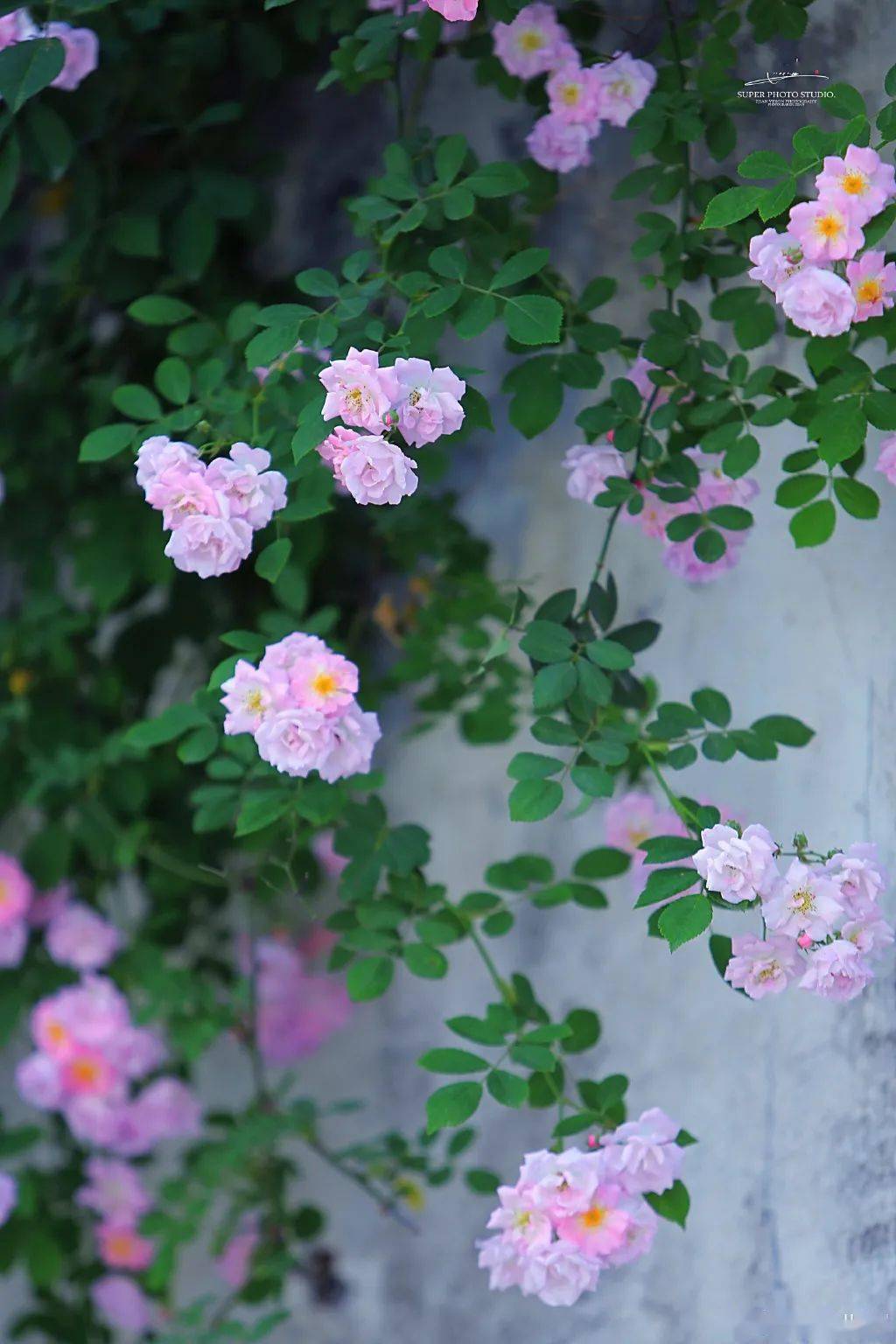 而夏季繁花也将逐一盛开 夏花十里 如同一幅幅画  今天,小布就为你铺