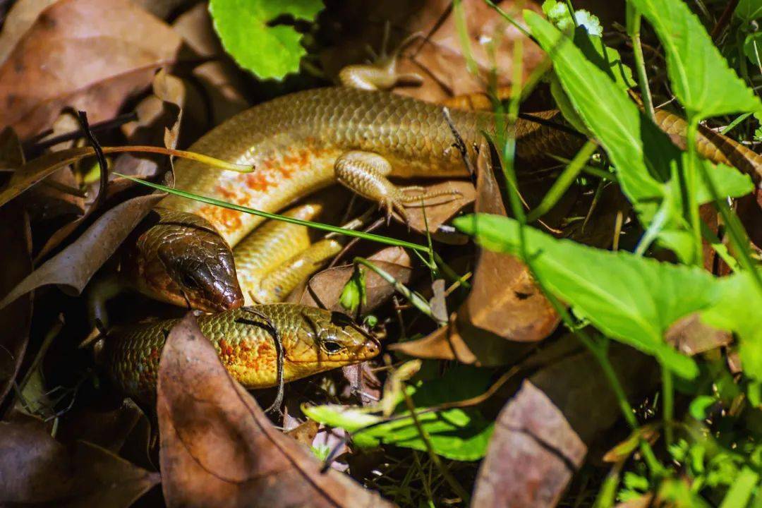 四只脚的蛇,你小时候玩过吗?