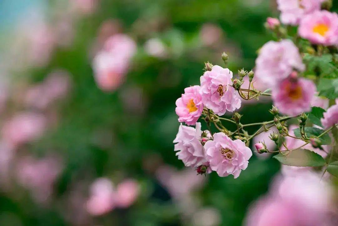 蔷薇 水晶帘动微风起 满架蔷薇一院香 夏日