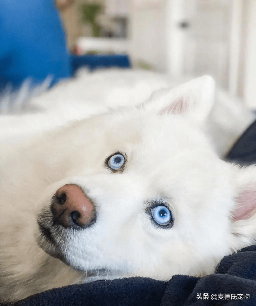 第一眼看到白色哈士奇bleu时,真的有被惊艳