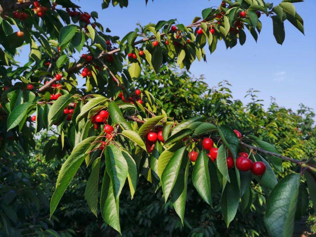 鲁甸大樱桃成熟上市富了果农美了村庄