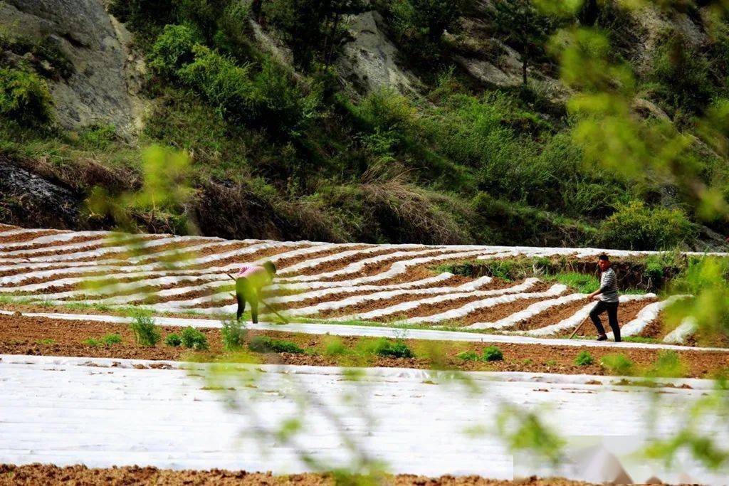 灵宝秦池村的革命薪火,红色情怀_阶段