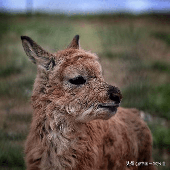 可愛暴擊草原精靈一年一度的遷徙產仔之旅開始啦可可西里有個藏羚羊