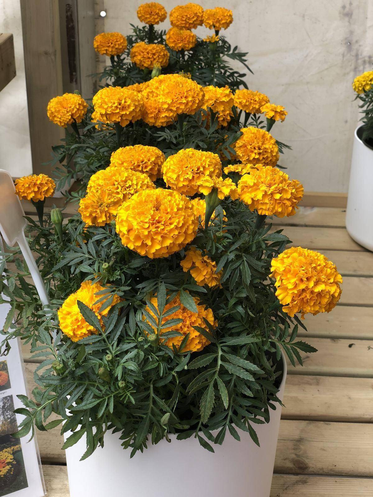 种些驱蚊花不仅好看还比花露水管用