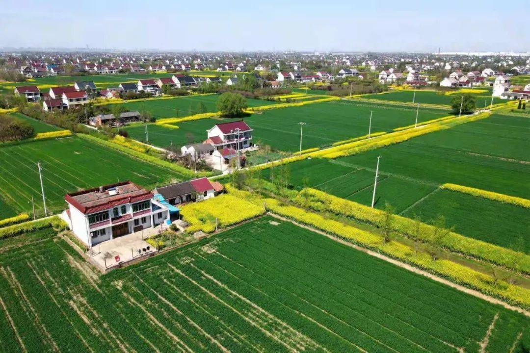 如皋又上人民日报啦!这个村火了!_新农村