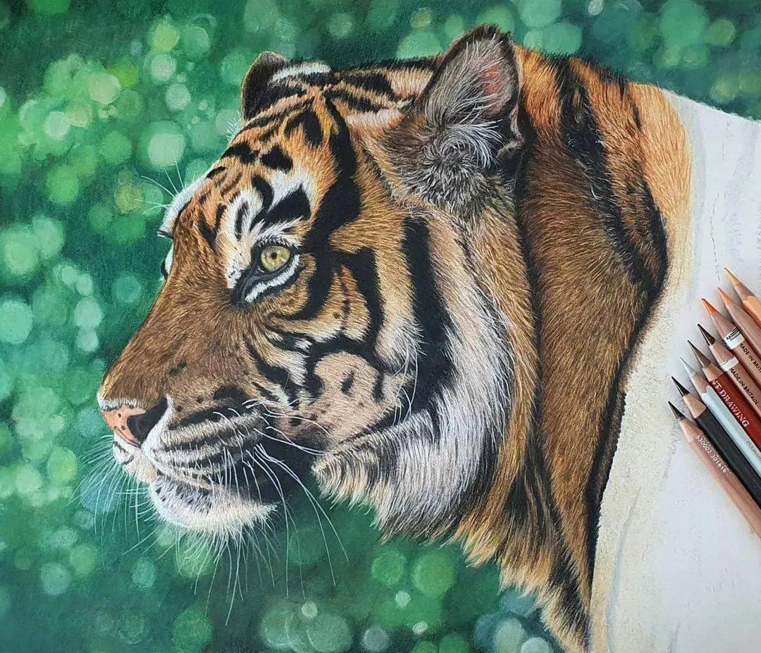 动物彩铅手绘带步骤图