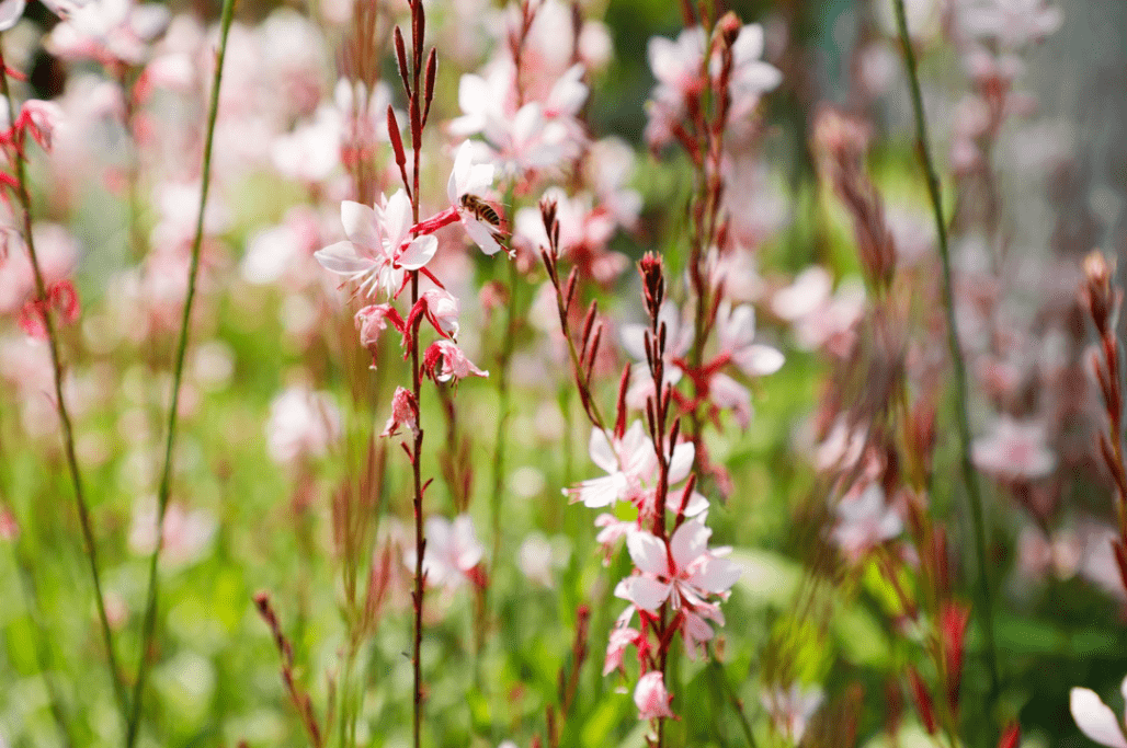 花瓣半透明,薄如蝉翼花色一般是白色略带淡粉其颜色有点像桃花千鸟花