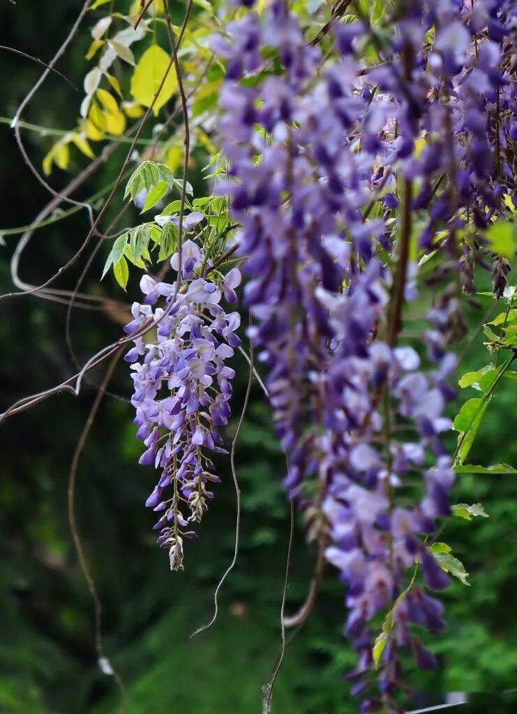 梦幻紫藤_植物
