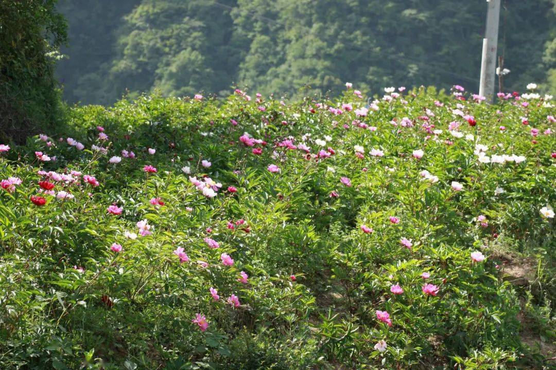 陕西平利:芍药溪谷花已盛开,娇艳花仙引得游客流连忘返