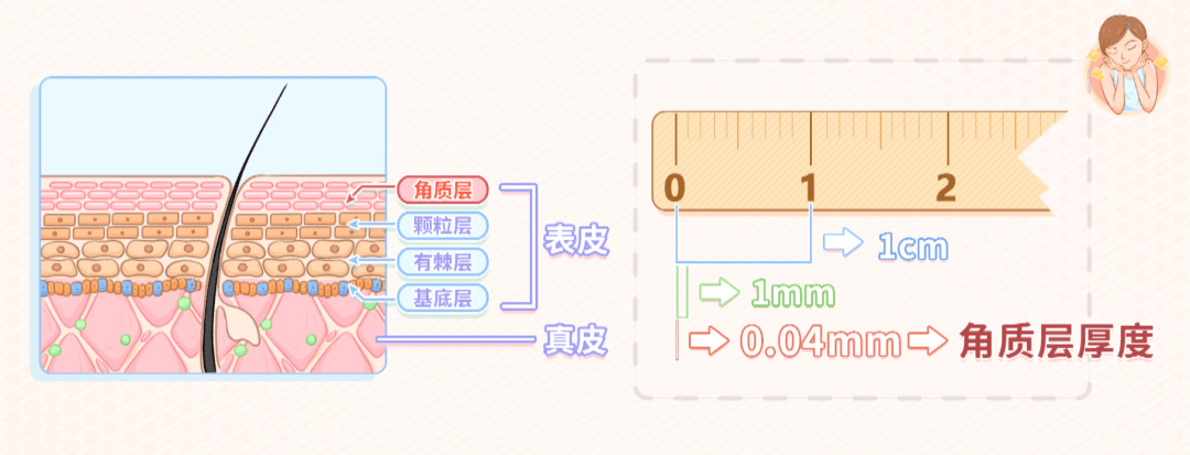 皮肤层次厚度示意图图片