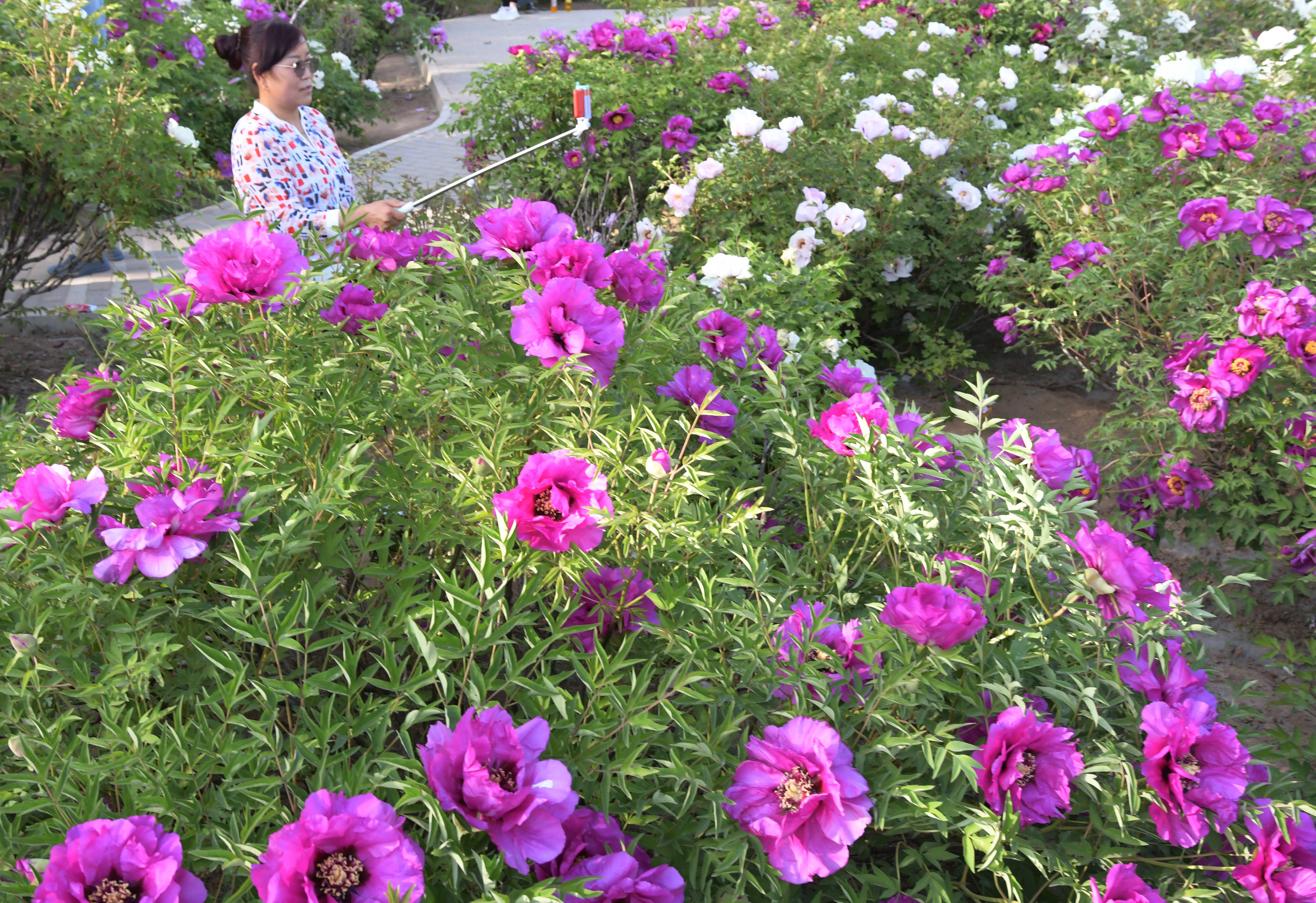 甘肃临夏花儿大全图片