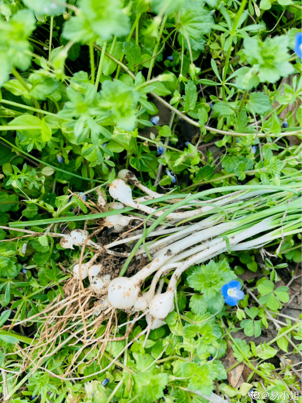 山上的野菜蕨菜 f388c0388ced43c2b5cd5be06a3ed8a9.png