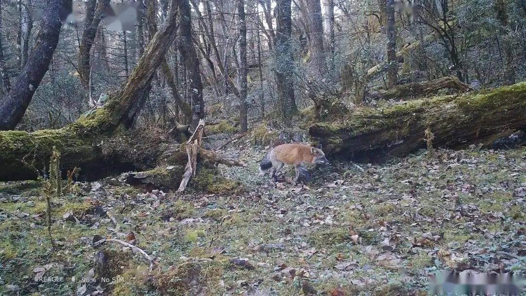 猕猴,巨松鼠,麂子…玉龙雪山保护区拍摄到多种珍稀濒危野生动物活动