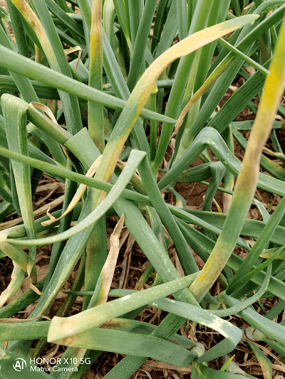 霜霉病危害状与紫斑病混发洋葱繁种基地发现洋葱叶片局部发黄,经现场