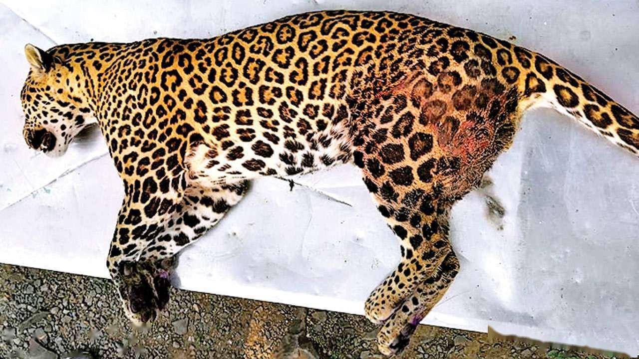 中国野生豹子数量图片