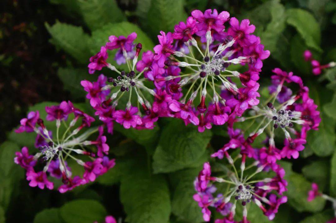 约起来乐山这里的转转花开了错过等明年