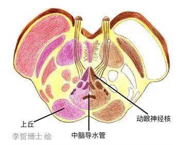 圖7:中腦動眼神經核解剖3.