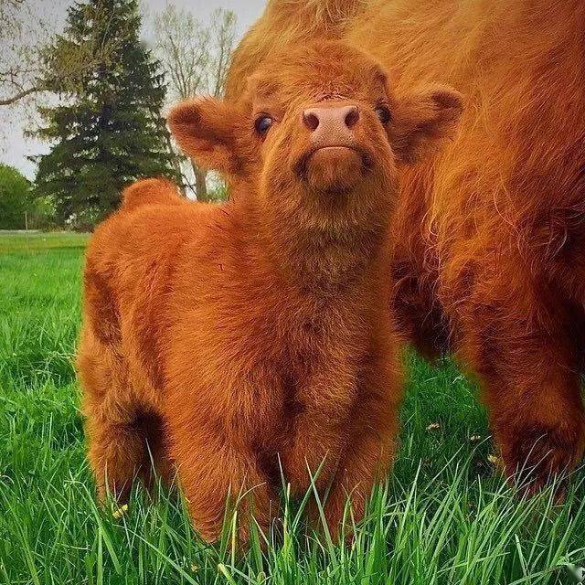 可爱的小牛犊图片