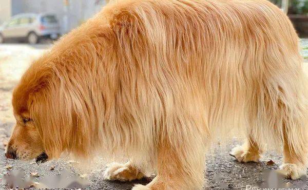 当大金毛遇上电风扇秒变性感尤物没眼看啦