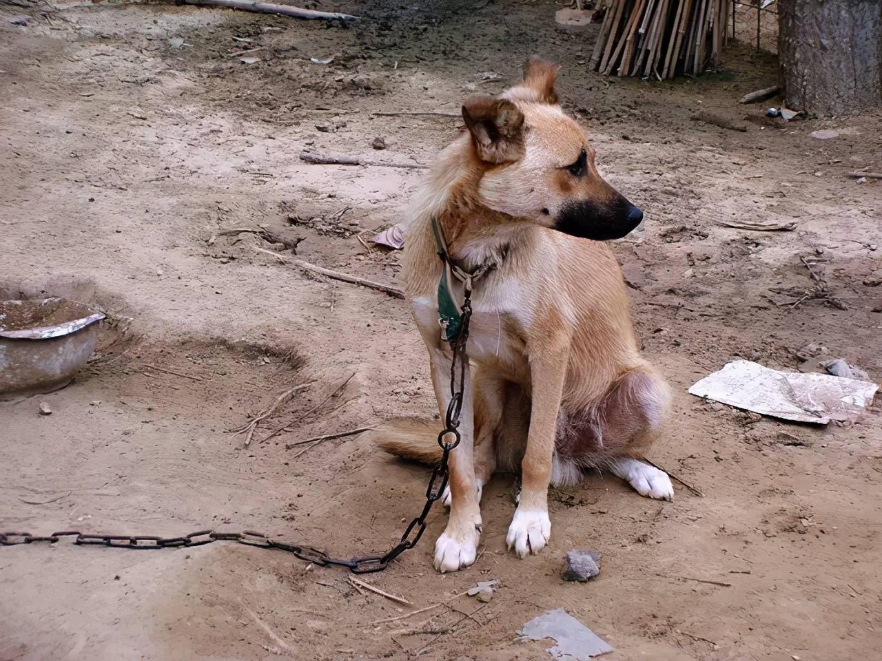 鸭狗什么成语_成语故事手抄报