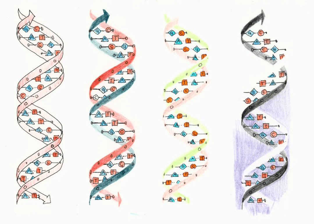 称通过一种新的dna测序技术和组装方法,研究团队获得了脊椎动物基因组