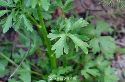 可以食用的野菜图片名称 c2a493b87da64e1b9d4e97a291975ac3.jpeg