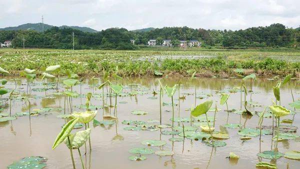 【组图】湘莲之乡 藕尖采收忙