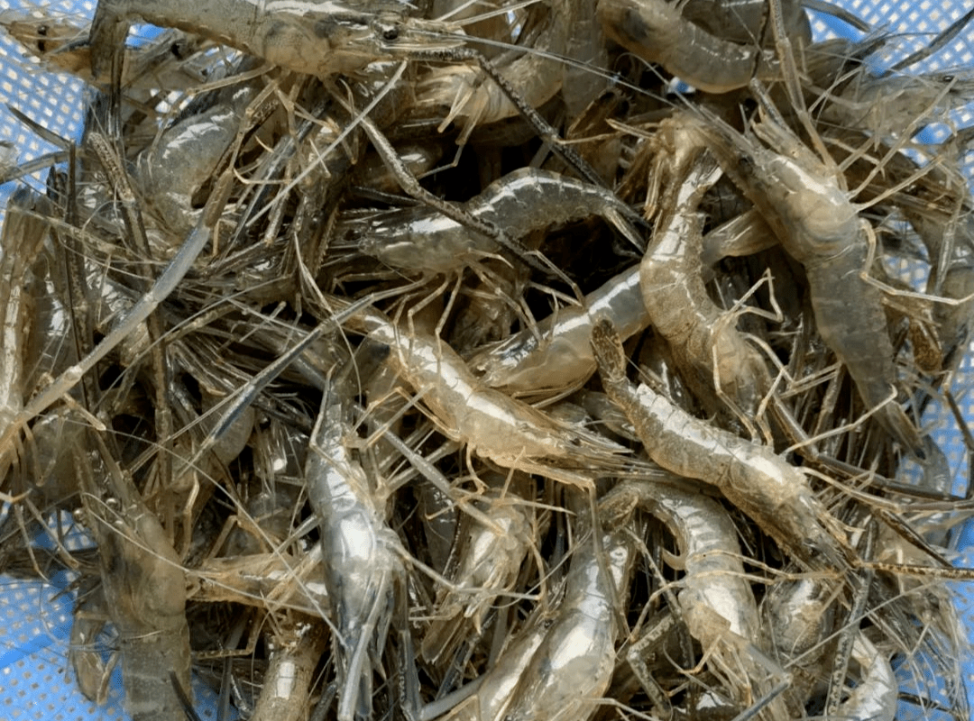 常州溧阳市社渚镇青虾产业发达,从上世纪90年代起,开始大面积养殖青虾