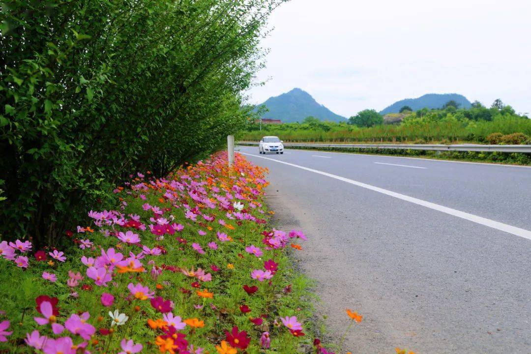 缙云花满公路处处花香