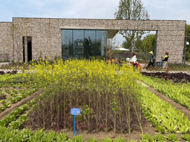 蔬菜田园进公园,一年三季皆是景_种植