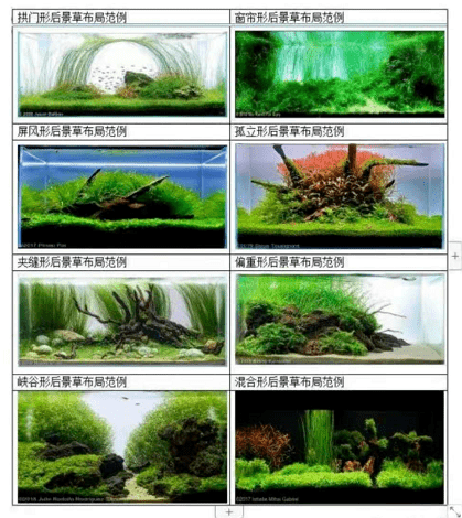 水草缸后景草的8种布局方式让你一次看个够