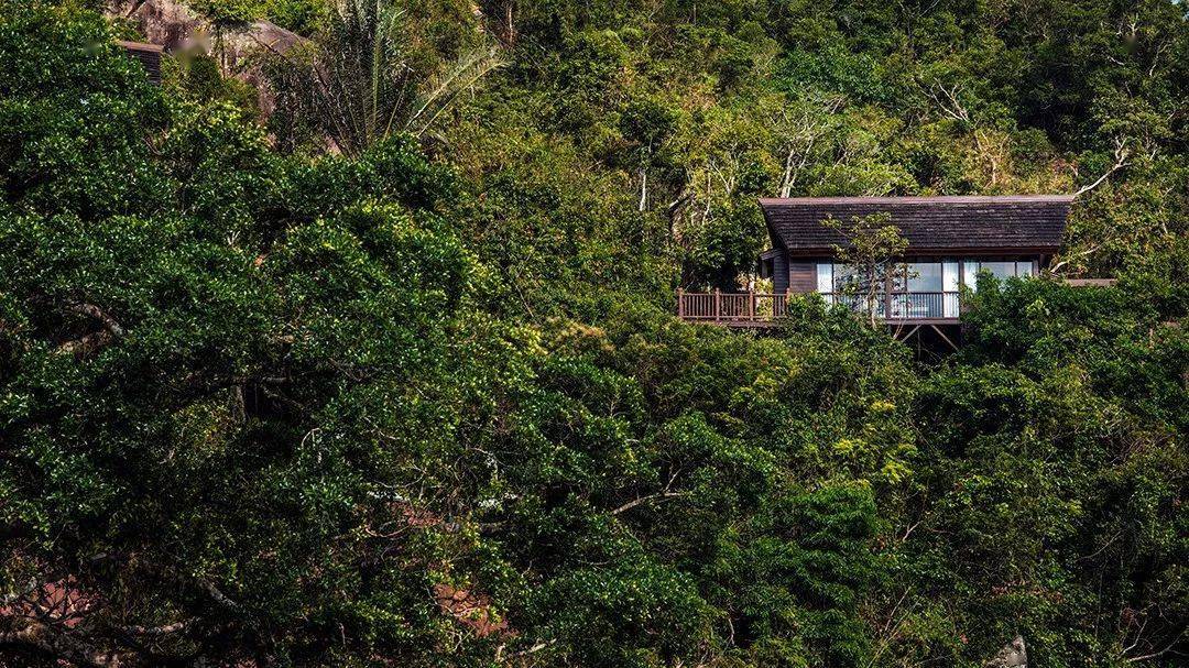 起于《非诚勿扰2》中的三亚亚龙湾鸟巢度假村,这家堪称国内树屋酒店