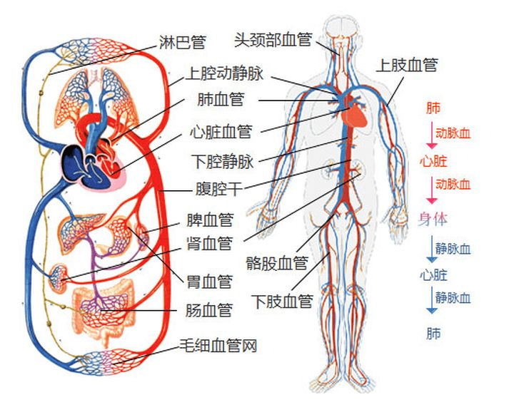 人体动静脉血管走向图片