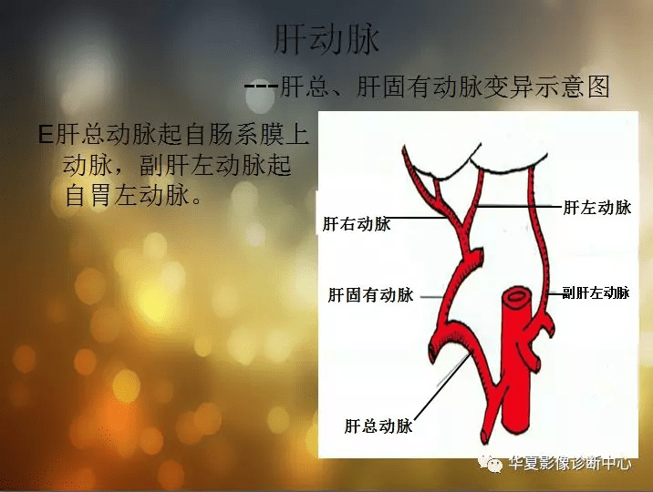 收藏」全腹部高清ct图谱,淋巴结彩色图谱,血管解剖图谱大汇总_主动脉