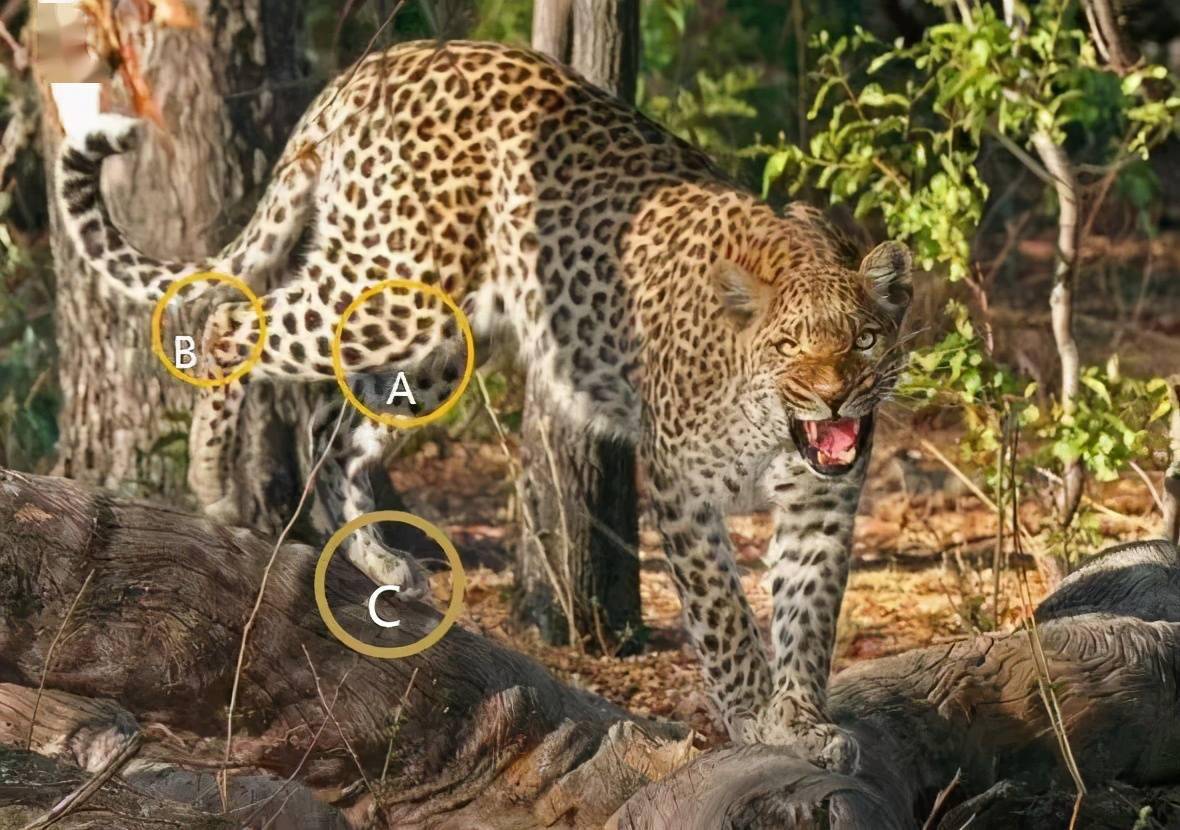 从猫咪去爪术推测杭州出逃豹伤情,后果可能远比人们想象得严重_豹子