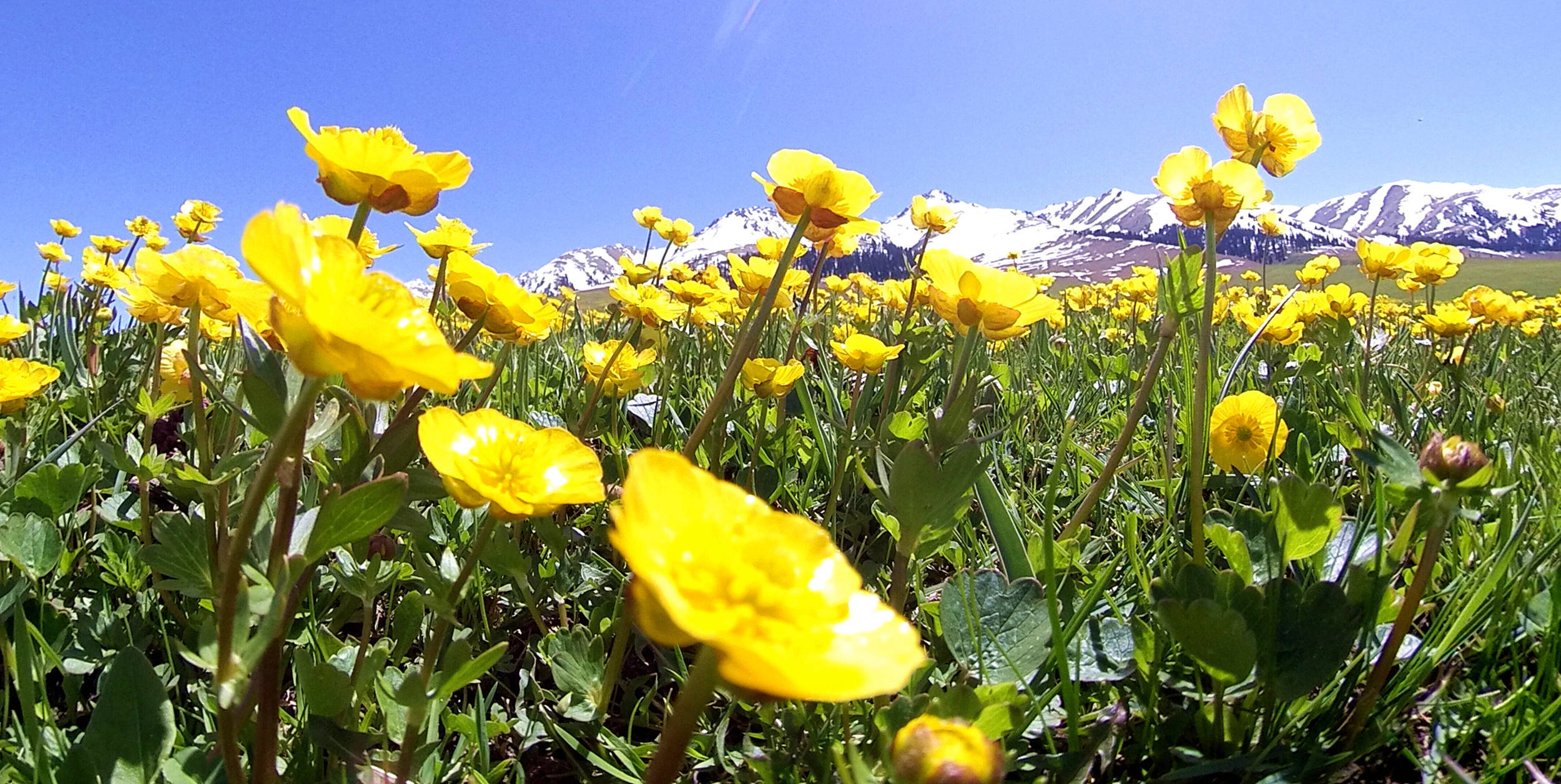 新疆新源:金莲花开 灿烂了一片草原