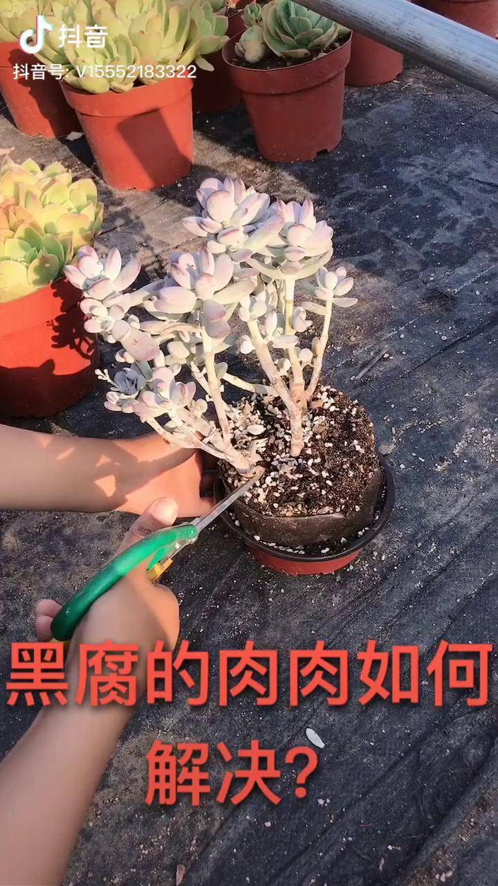 黑腐的肉肉如何解决呢多肉