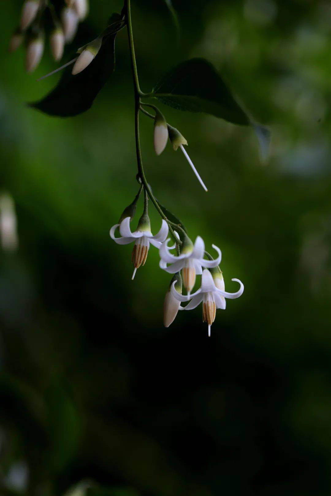赛山梅or白花龙分不清咱们一招辨识