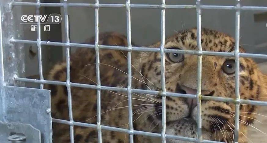 杭州金钱豹到极限了?不惜用红外设备和无人机,为何一定要追回?_豹子