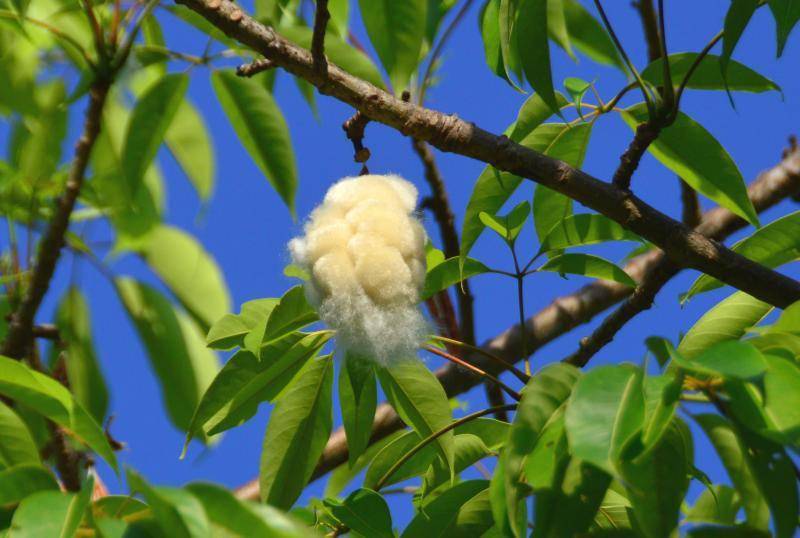 木棉花谢 飞絮飘飘 过敏体质人群要远离 刘建博