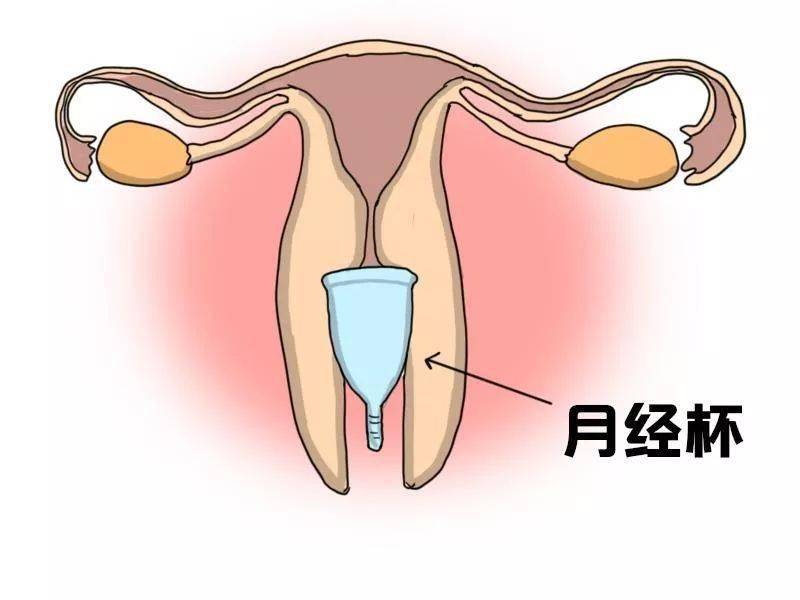 姨妈血从什么部位流出图片