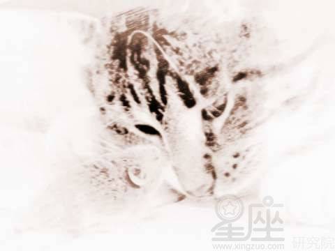 解梦，梦见猫、老鼠与蛇——潜意识的交织与启示