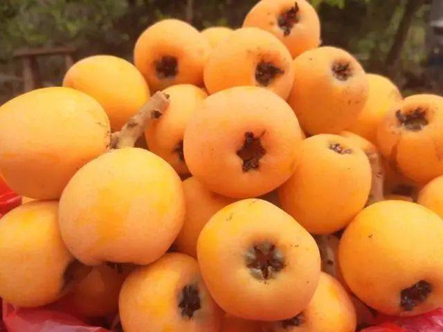 成都2021枇杷采摘地图最快05h刹拢