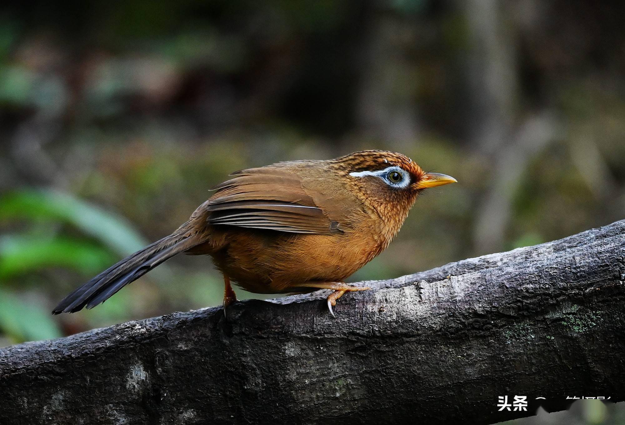 廣東南嶺大山裡的畫眉鳥