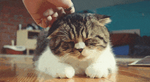 d7ccb15e07c24e72b95ba3bdebbcf044.gif