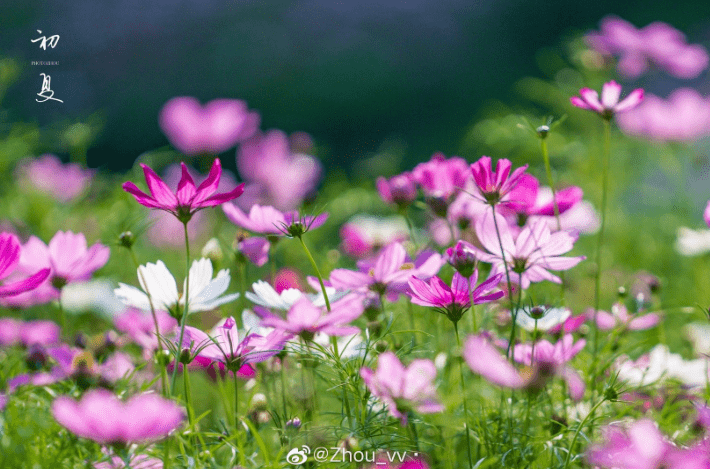 的阳花简谱_萱草花简谱