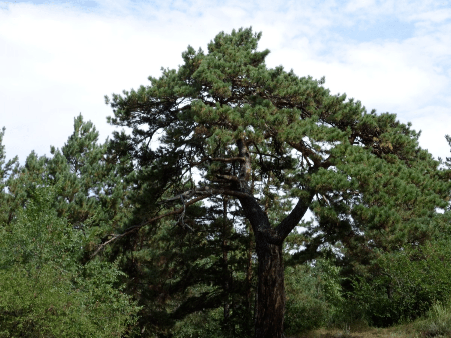 青松翠柏孕生机 天然氧吧沁心脾——海拉尔国家森林公园