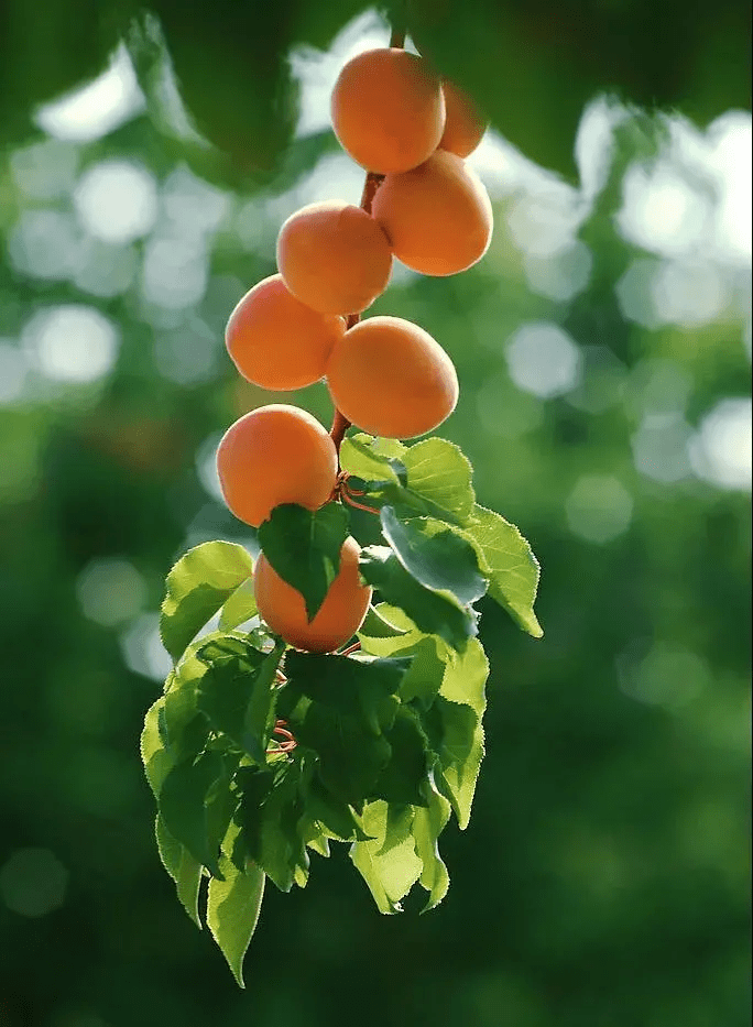 杏花果实图片