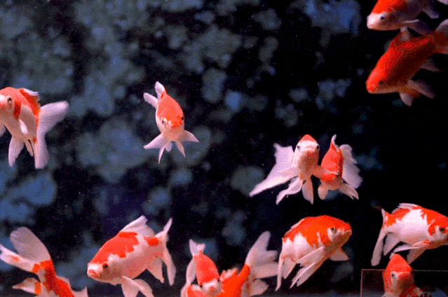 一群鱼的动态图片图片