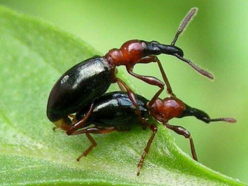 红薯病虫害早知道——蚁象甲,不仅在生长期为害,储藏期也有害_危害